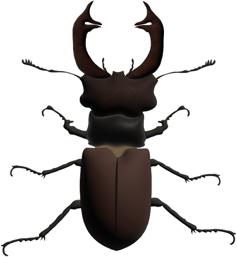 beetle-stag-beetle-insect-7132930