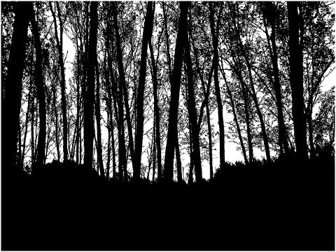 forest-trees-silhouette-branches-8197337