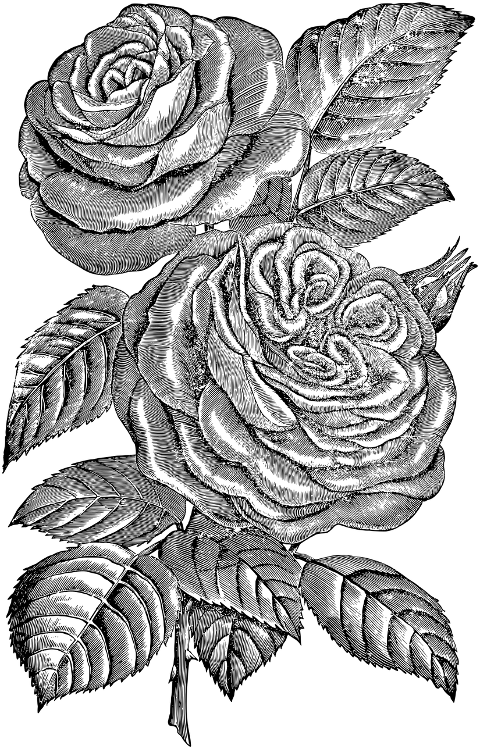 rose-flower-line-art-plant-7297612