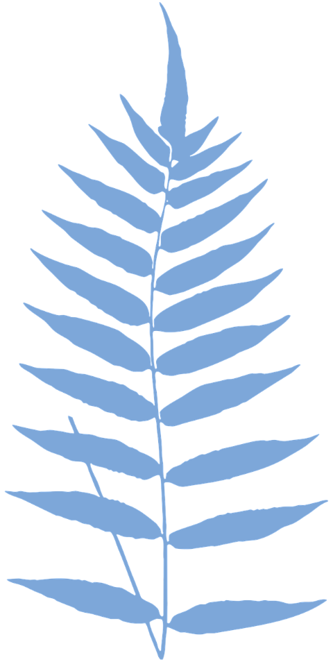 fern-plant-foliage-flora-cutout-6609082