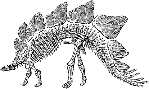 stegosaurus-dinosaur-skeleton-7264829