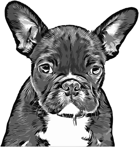 french-bulldog-puppy-dog-canine-7842865