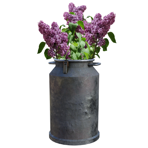 flowers-lilacs-milk-can-container-6168329