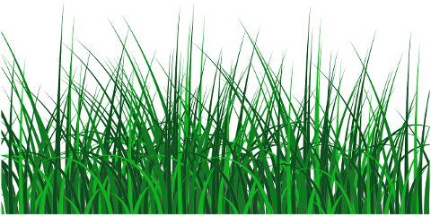 grass-rush-meadow-plants-green-6358950