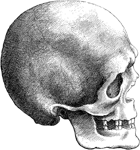 skull-head-cranium-bones-skeleton-8143837