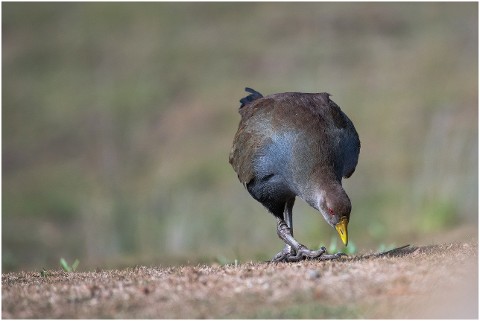 bird-tasmanian-native-hen-hen-6128233