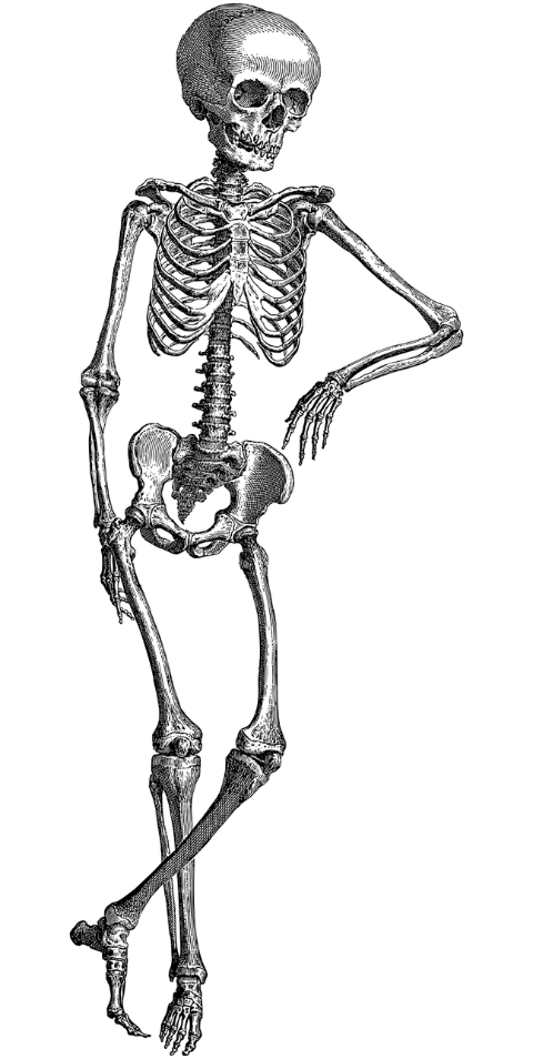 human-bones-skeleton-fingers-7156369