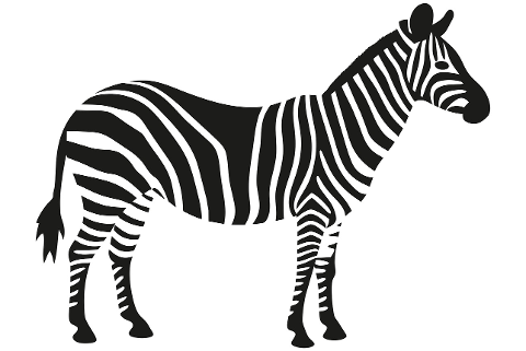 animal-nature-wildlife-zebra-8572329