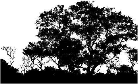 trees-forest-silhouette-landscape-6520663
