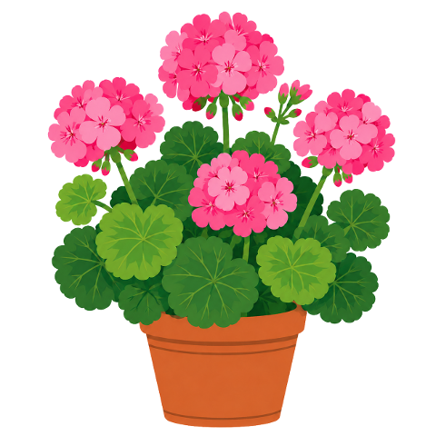 geranium-pink-terracotta-pot-10315794