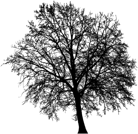 tree-branches-silhouette-trunk-6060938