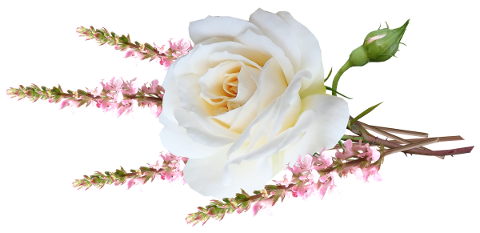 flower-white-rose-stem-4908492