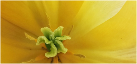 tulip-yellow-macro-tulips-flower-5140219
