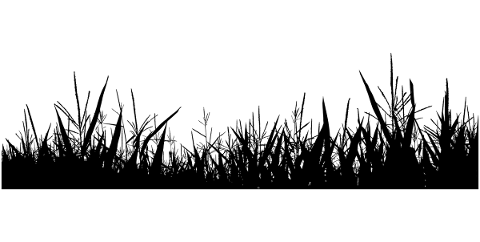 vegetation-grass-silhouette-5184519