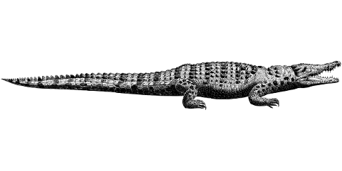 crocodile-alligator-line-art-animal-4527054