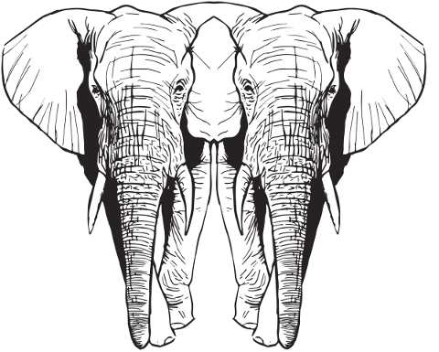 elephants-tusks-mammals-wild-5769486
