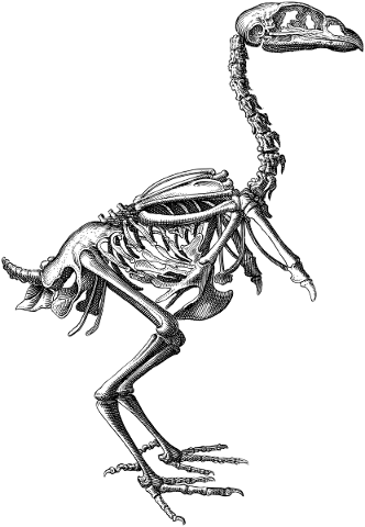 eagle-skeleton-line-art-bird-bones-5782943