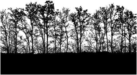 forest-trees-silhouette-branches-5130569