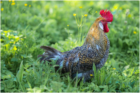 bird-rooster-cockscomb-farm-animal-6292053
