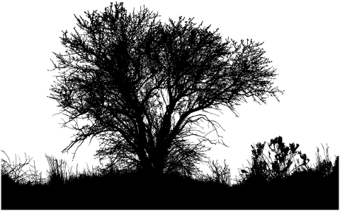 tree-landscape-silhouette-plant-5156371
