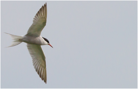 common-tern-tern-sea-swallow-5177187
