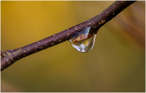 drop-of-water-bud-branch-spring-4951215