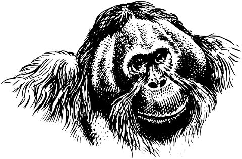 orangutan-monkey-primate-animal-6727510