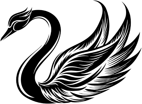 swan-bird-animal-ornithology-water-8799288