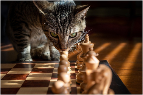 tabby-cat-chess-game-strategy-pet-5946499