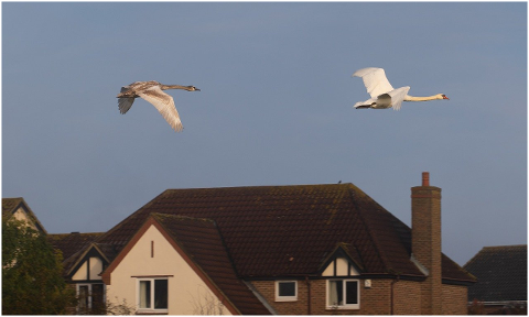 swans-in-flight-white-birds-swan-4615595