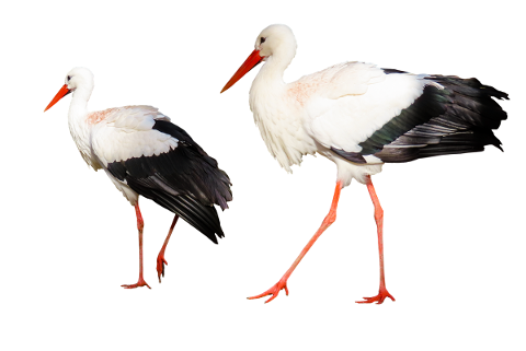 animal-world-bird-stork-isolated-4896346
