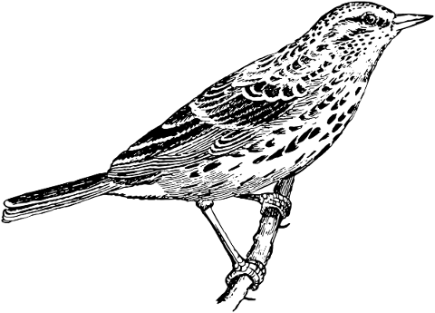 bird-drawing-sketch-ink-inked-5489319