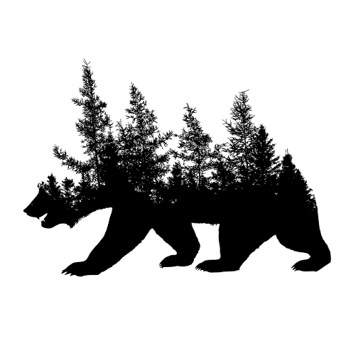 bear-forest-nature-adventure-trees-5088970