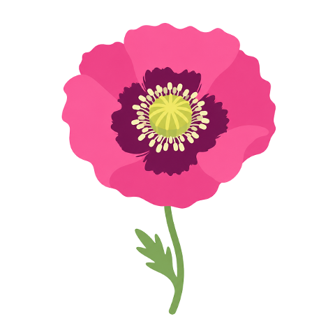 poppy-pink-flower-delicate-simple-10359451