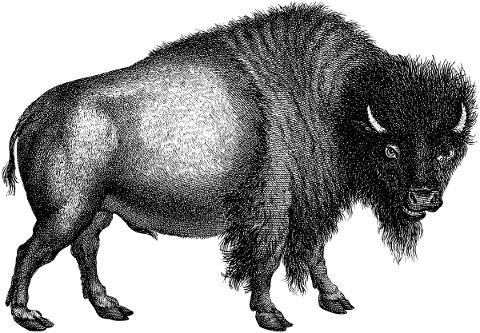 buffalo-bison-animal-vintage-5398168