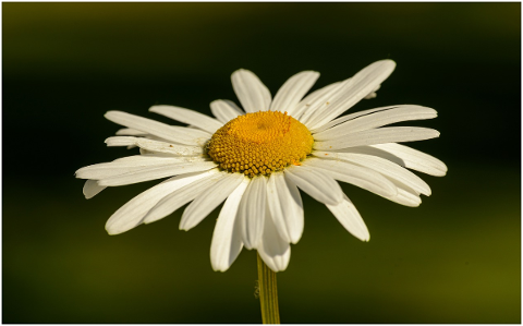 daisy-flower-white-plant-close-up-5137001