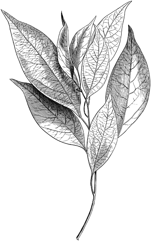 leaves-branch-tree-botany-plant-8111288