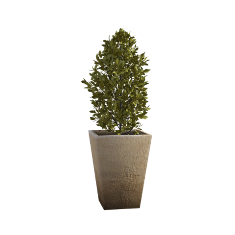 tree-vase-potted-dirt-grow-house-5004281