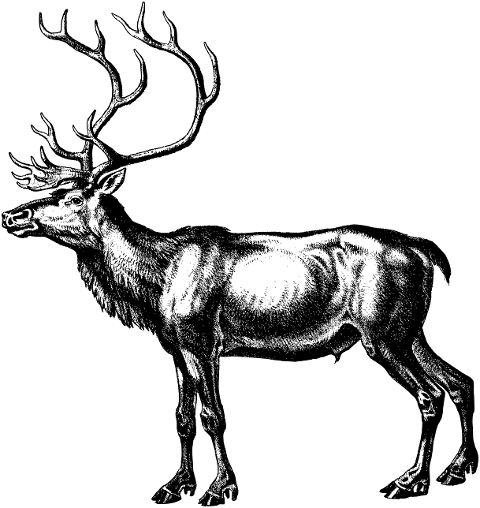 deer-reindeer-animal-sketch-7321656