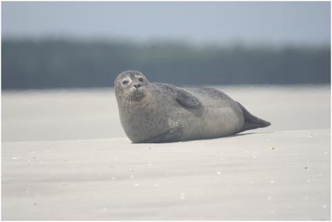 phoque-veau-marin-seal-sea-nature-5018496