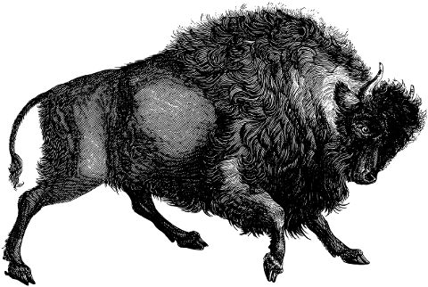 buffalo-bison-animal-vintage-4309234
