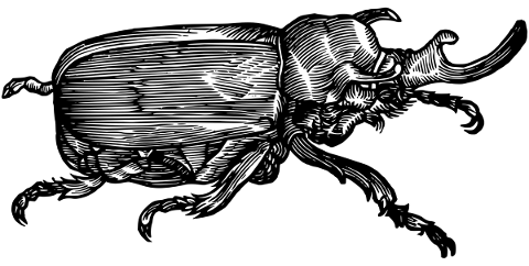 beetle-animal-line-art-insect-5221286