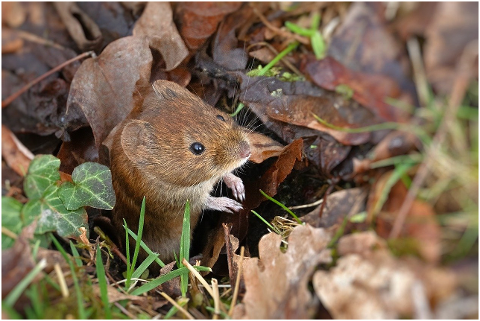 wood-mouse-hole-ground-leaves-6126469
