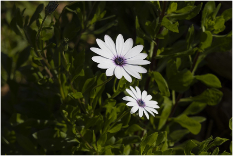 flower-daisy-spring-plant-nature-6054270