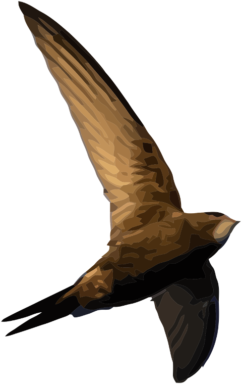 bird-swift-european-swift-7884501