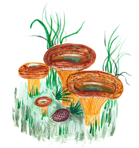 mushrooms-fungus-watercolor-6212230