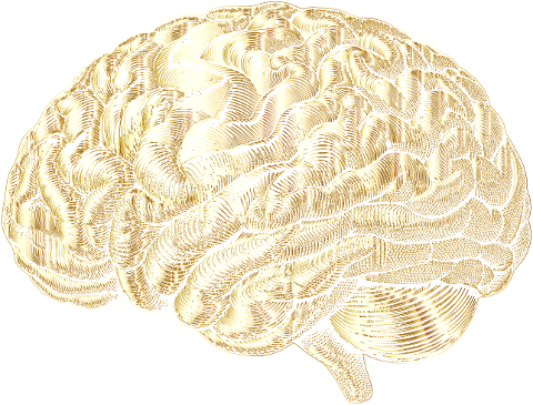 brain-mind-anatomy-biology-9565815