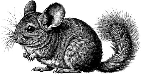 chinchilla-rodent-animal-cute-pet-9595973