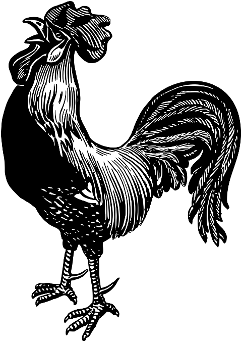rooster-bird-chicken-line-art-7872293