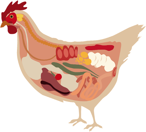 chicken-anatomy-animal-meat-7152837